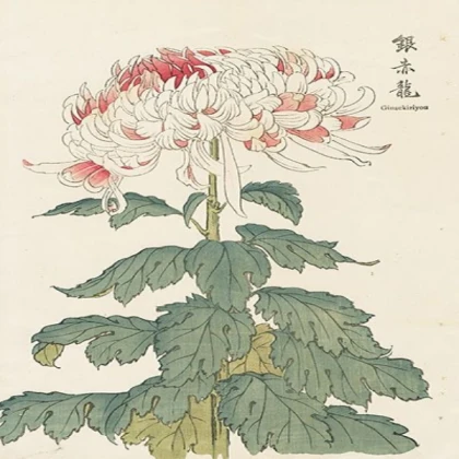 Japanese Spider lily part 2