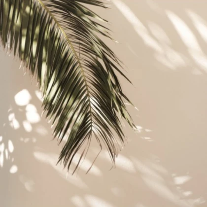 [SUMMER] Tropical Palm