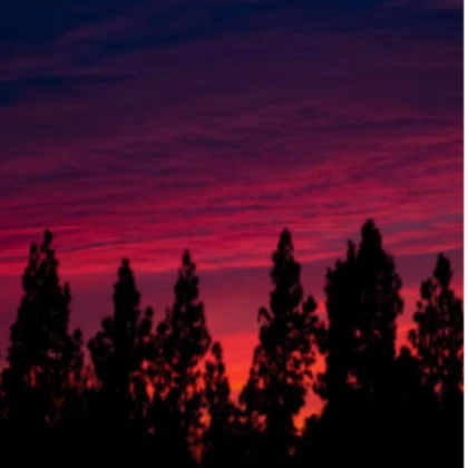 Pine trees with sunset