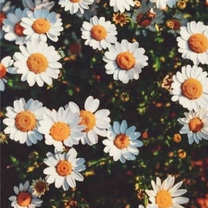 Aesthetic sunflower
