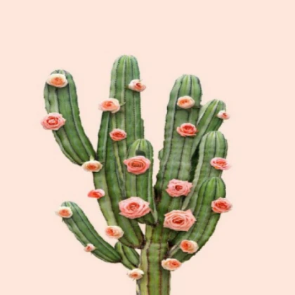 cactus vibes
