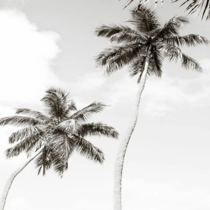 black and white aesthetic palm trees