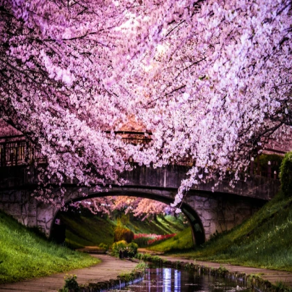 Cherry Blossom Trees