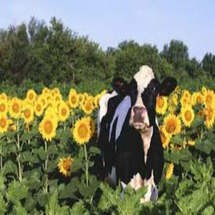 cow aesthetic sunflower