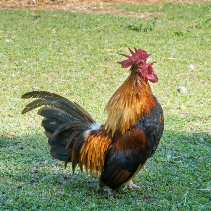 Red jungle rooster