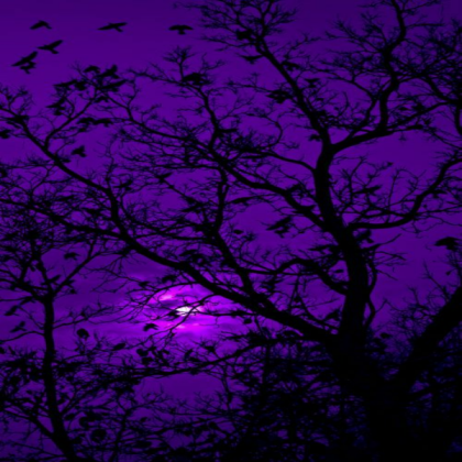 aesthetic purple midnight trees