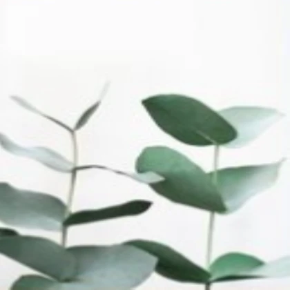 Modern leaves [MODERN]