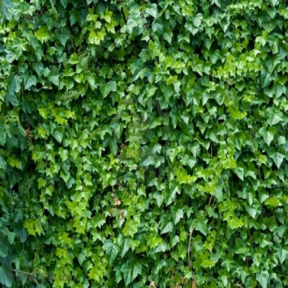 ivy- climbing-ivy-background