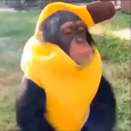monkey in banana suit