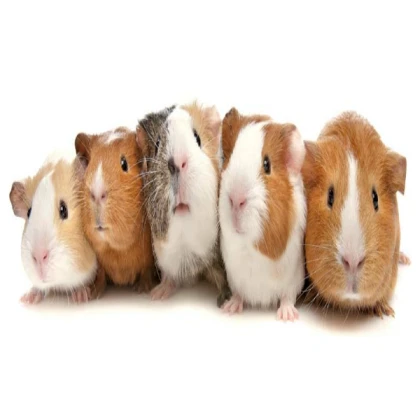 Guinea Pig