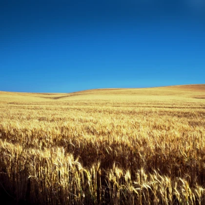 Wheat Field