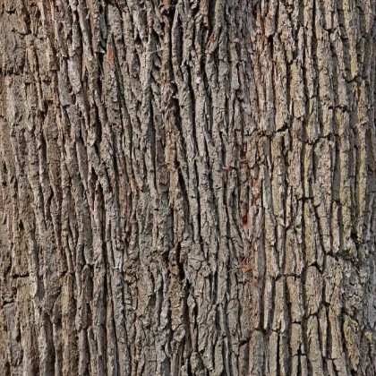 bark-oak-tree-tribe-log-structure-wood-forest-tree