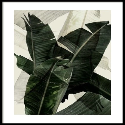 Banana Leaf Shades No2 Poster