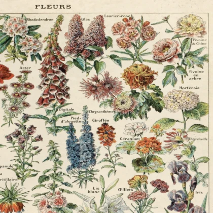 Floral Collection - Vintage Picture