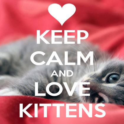 Keep Calm and love cats/Kittens
