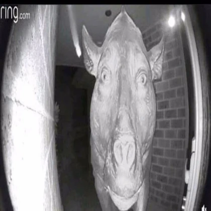 Ring Doorbell pig