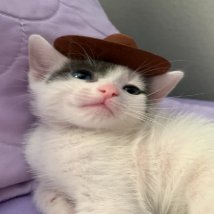 Kitten Bean wearing a cowboy hat