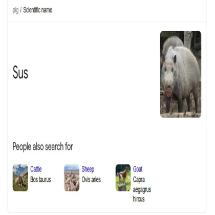 scientific name for pig