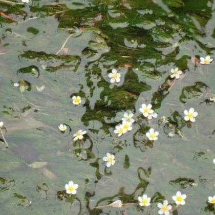 flower lake