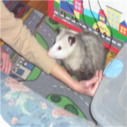 My Pet Possum(picture 2)