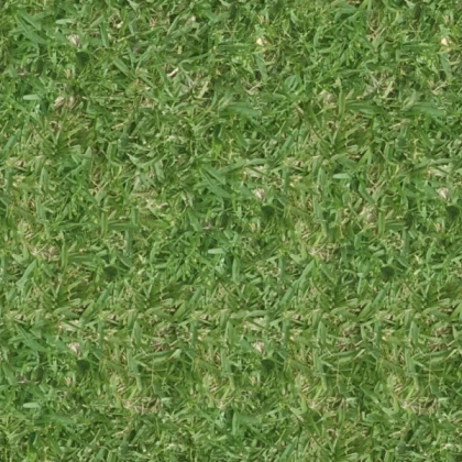 Grass