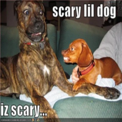 Little SCARY DOG! !PLZ FAVE! THEN TAKE!