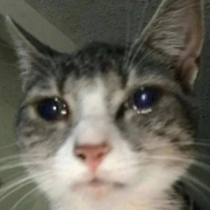 cat sad