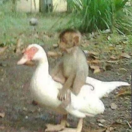 New York Times Best Seller