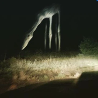 the horse at night (trevor)