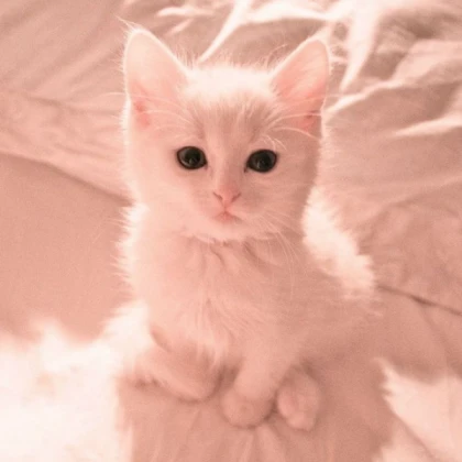 Aesthetic Kitten Kitty Cat Pfp