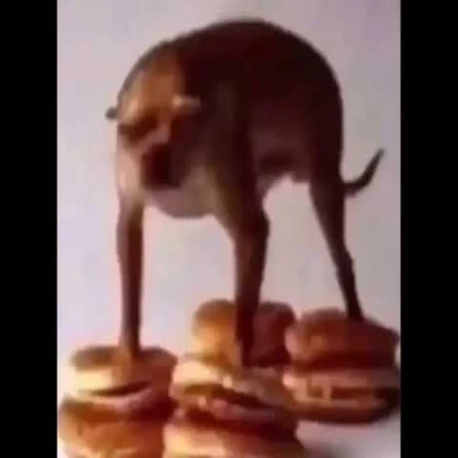 what da dog doin😳😳😳😳😳😳😳😳😳😳