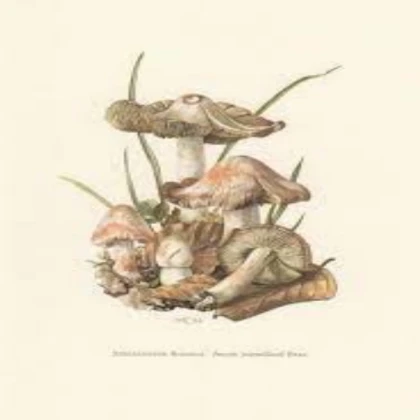 Cottagecore Mushroom Art