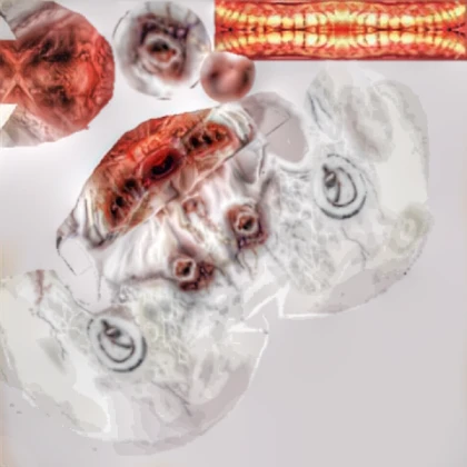 Scp the shy guy texture skull