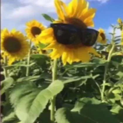 Cool Sunflower with rad shades