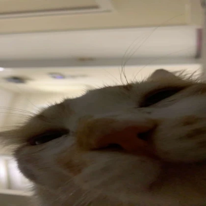 ya seem sus there boy