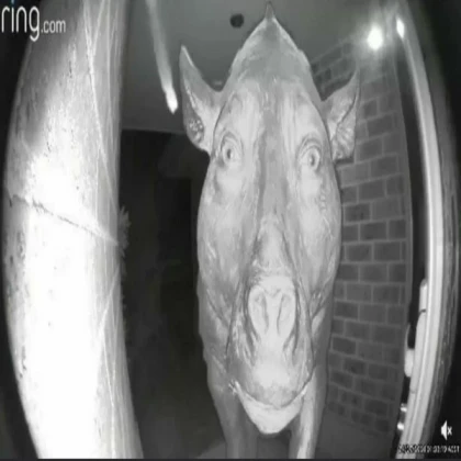 gray pig staring into ring camera meme