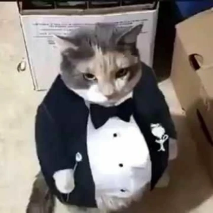 fat cat in a tuxedo