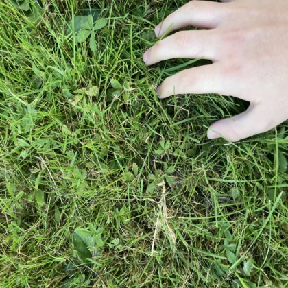 I touched grass