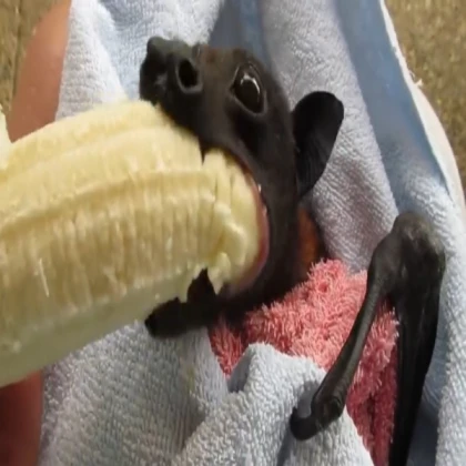 The bat doe be eating the banana 😳