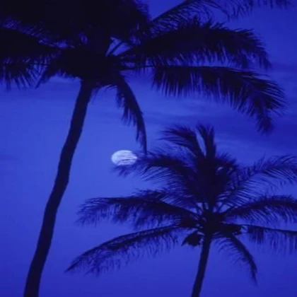 blue aesthetic palm trees
