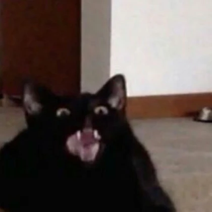 cat cat Roblox Decal