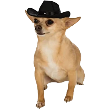 Cowboy Dog