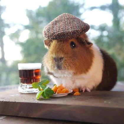 guinea pig