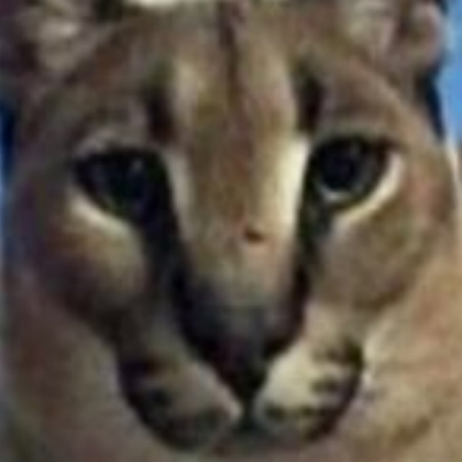 floppa want to know your location