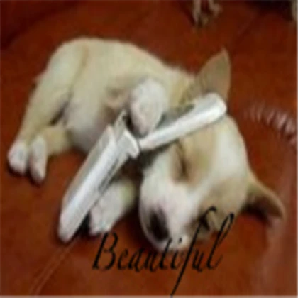 funny-pictures-of-dogs-phone-dog