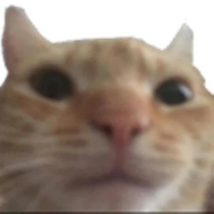 cat meme transparent
