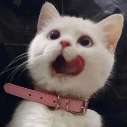 cat cat cat Roblox Decal