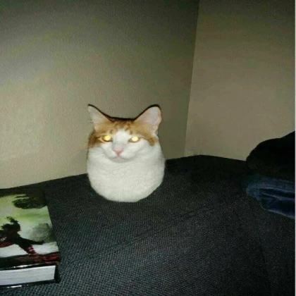 cursed floating cat