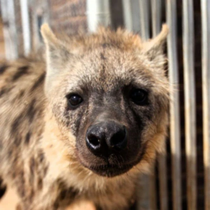 Hyena looking at you