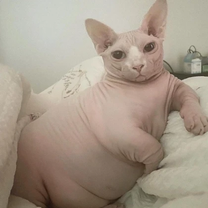 fat bingus.... lose some weight!